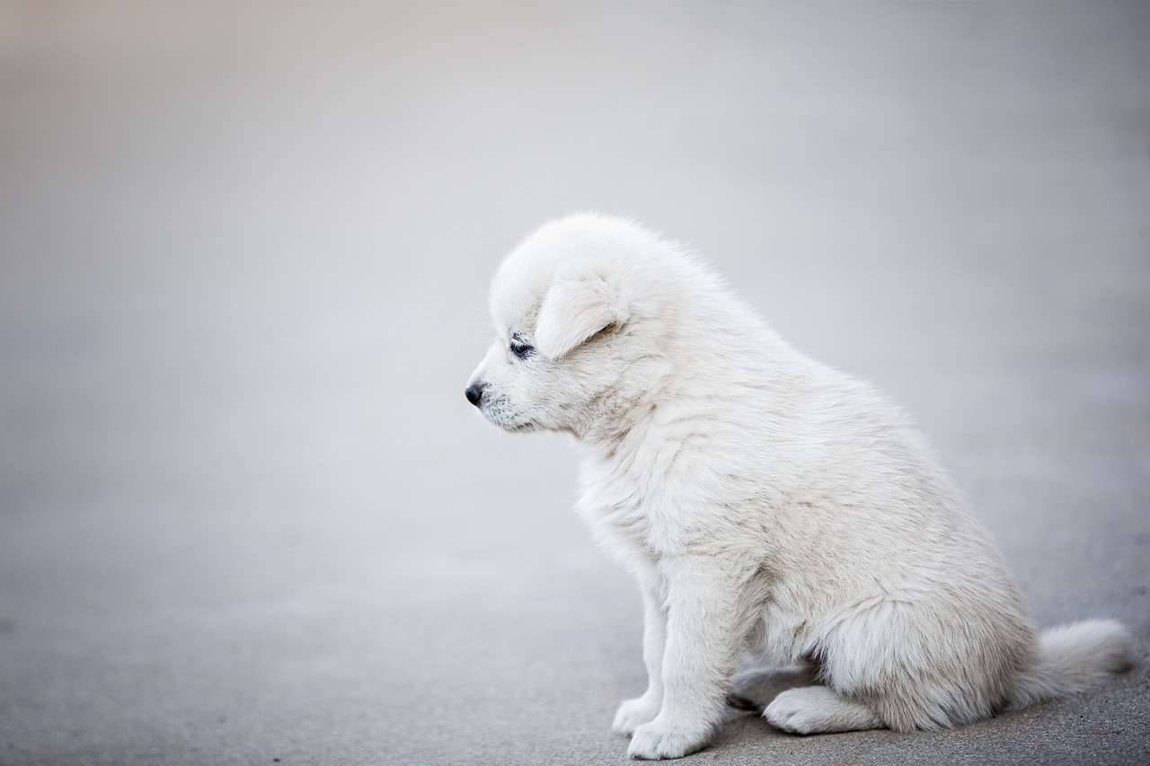 The Importance of Nutrition for Growing Puppies